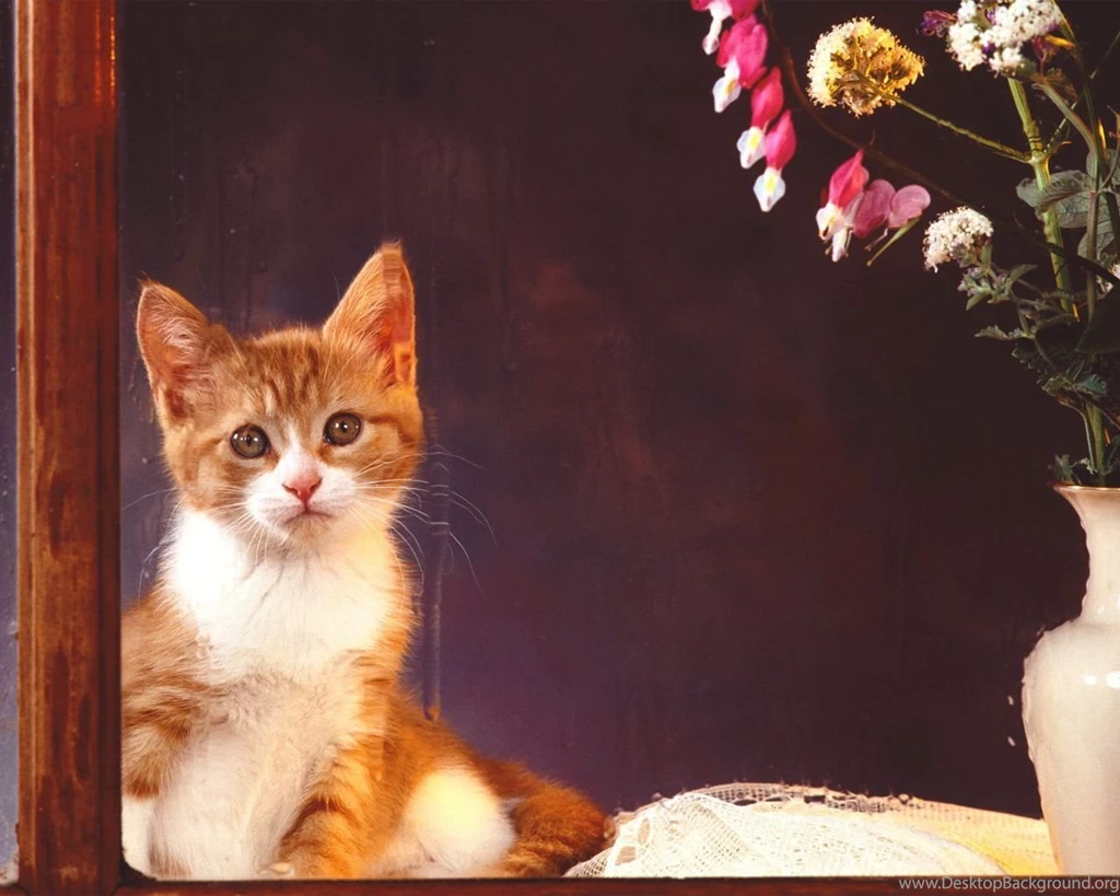 Cats Wallpapers Cats Wallpapers (5194347) Fanpop
