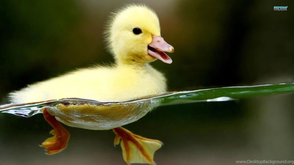 Download Birds Duckling Baby Swimming Animals Yellow Water Animal ...