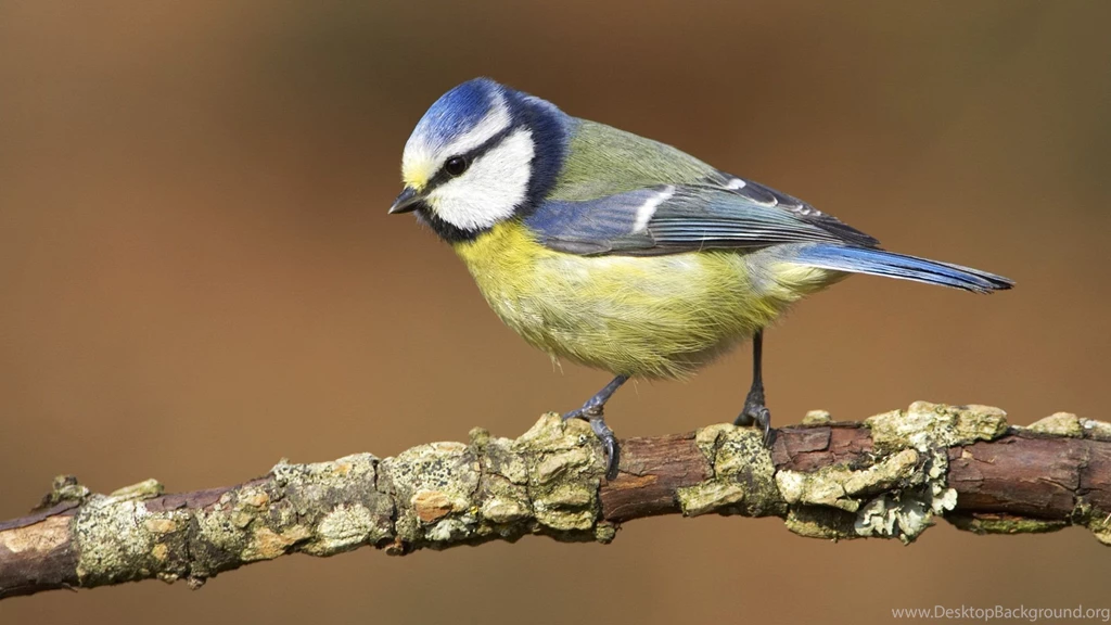 1920x1080 Desktop Wallpapers