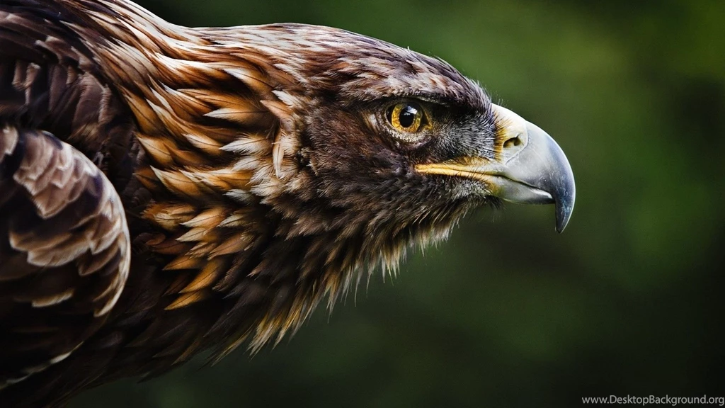 1920x1080 Eagle HD Animal Wallpapers
