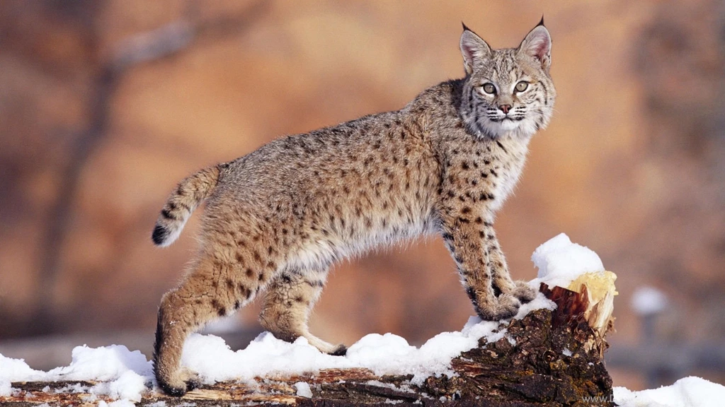 HD Animals Wallpapers Collection (1)