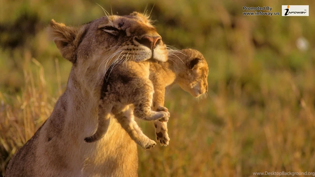 Amazing Animal HD Photo 279 Of 395