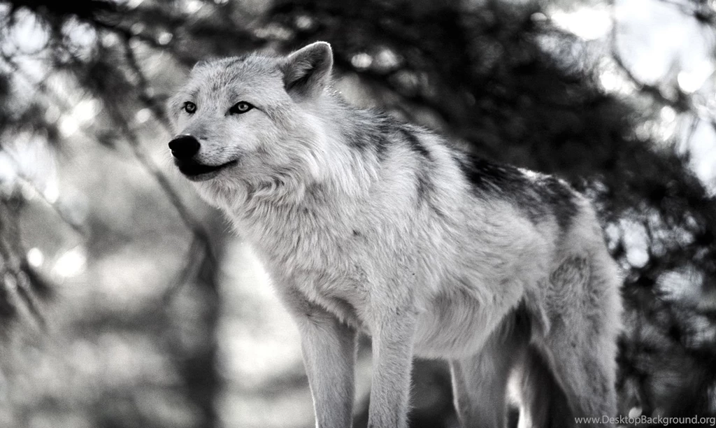 Animal Wallpapers Wild Animal Wallpapers Animal Planet Desktop