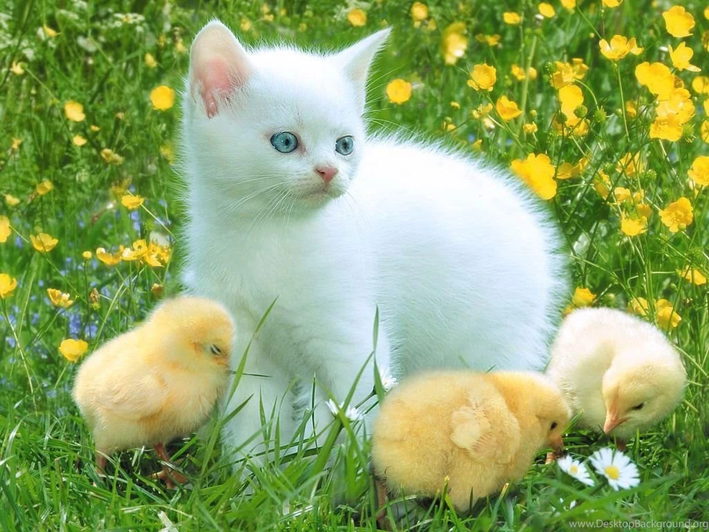 Animal Wallpapers Hd For Desktop And Mobile Free Download Full Size ...