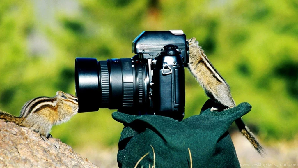 Funny Animal Wallpapers For PC 2810 HD Wallpapers Site