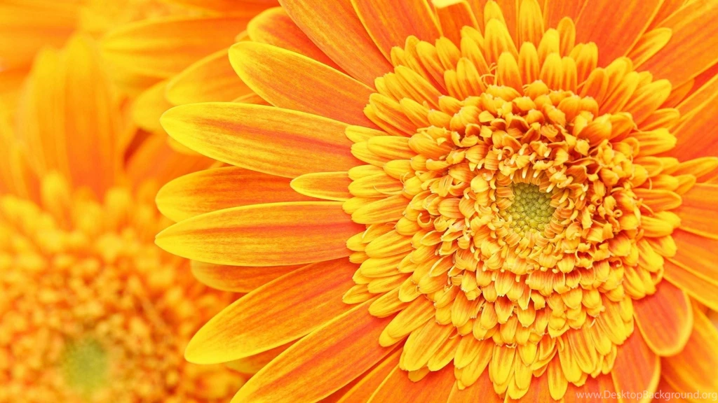 2560x1440 Orange Flower Backgrounds Wallpapers