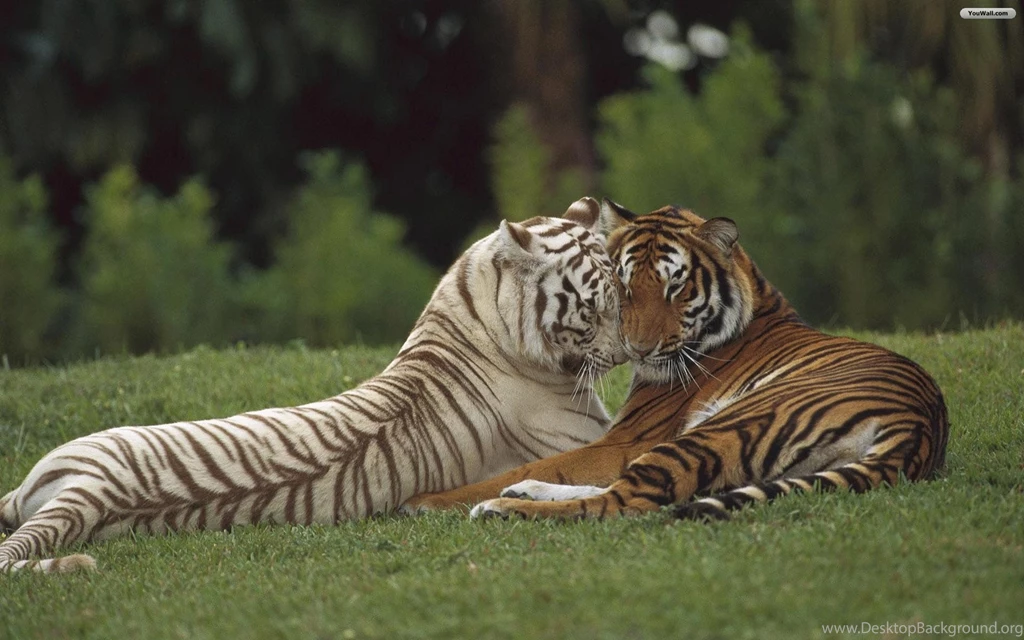 About Tigers   Wallpapers HD Fine