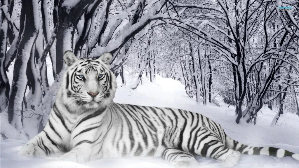 White Siberian Tiger Wallpapers