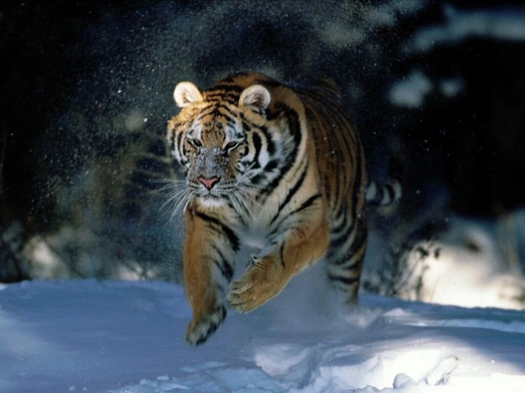 Tiger Wallpapers. Images And Animals Tiger Pictures (726)