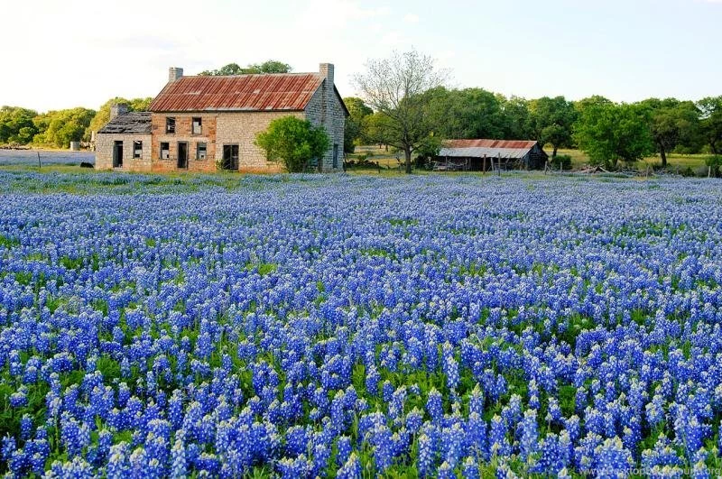 Johnwayne thealamo.com • View Topic This Day In Texas History