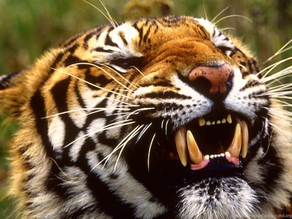 Tigers wallpapers.jpg