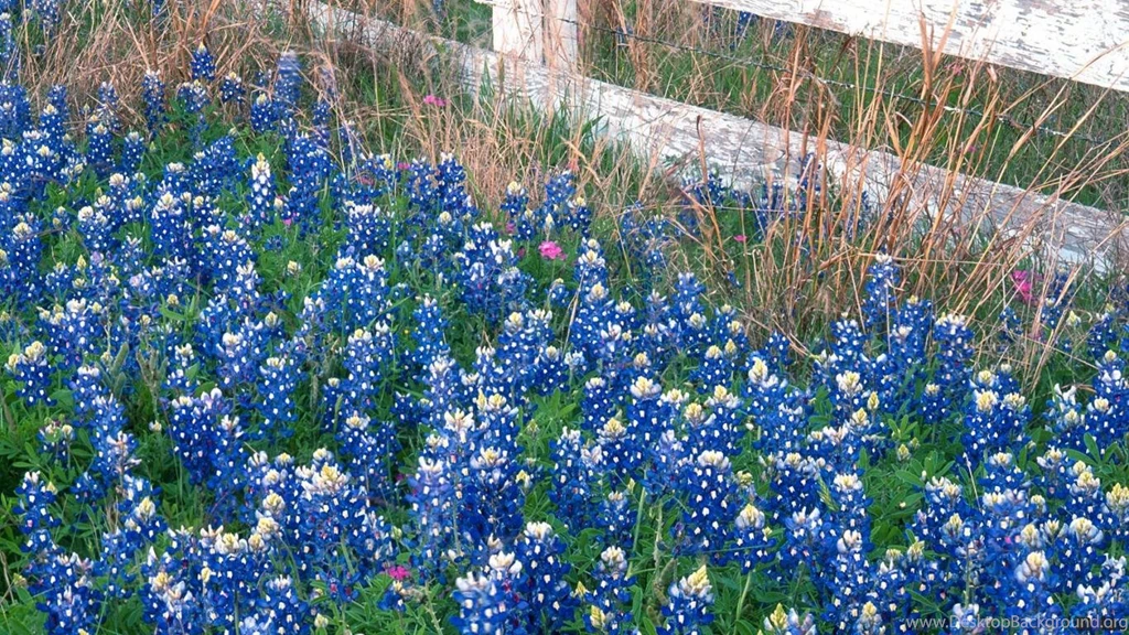Download Wallpapers Blue Bonnets, Marble Falls, Texas (1366 X 768 ...