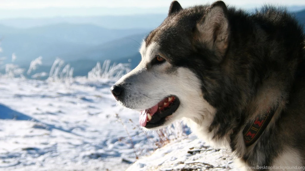 Download Husky Wallpapers Desktop