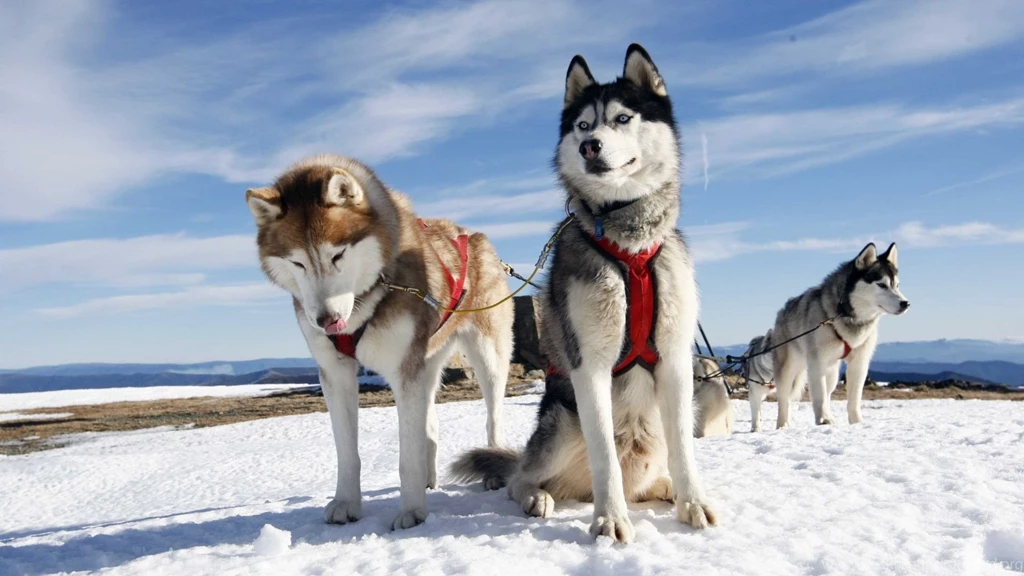 Download Wallpapers 1920x1080 Husky, Couple, Dogs, Snow, Alaska ...