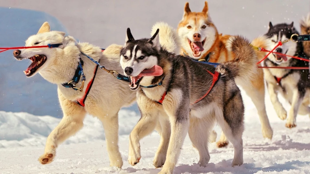 Download Husky Wallpapers Photo