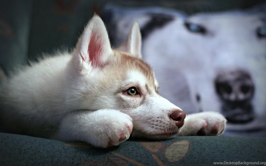 Lazy Siberian Husky Widescreen Resolutions >> HD Wallpaper, Get It ...