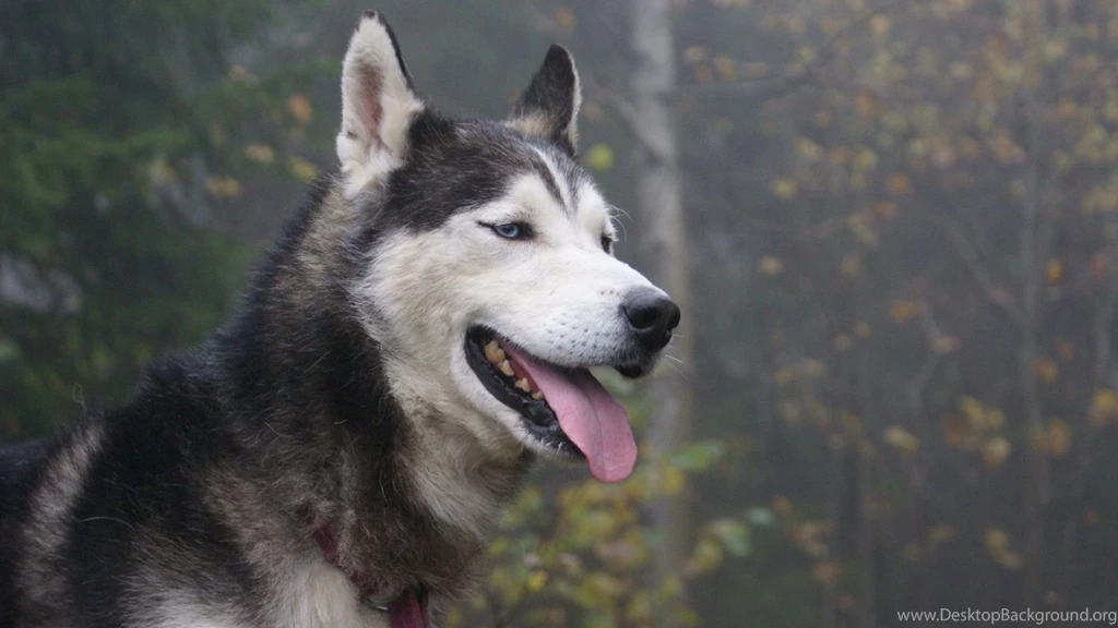 Download Wallpapers 1920x1080 Husky, Dog, Eyes, Face Full HD 1080p ...