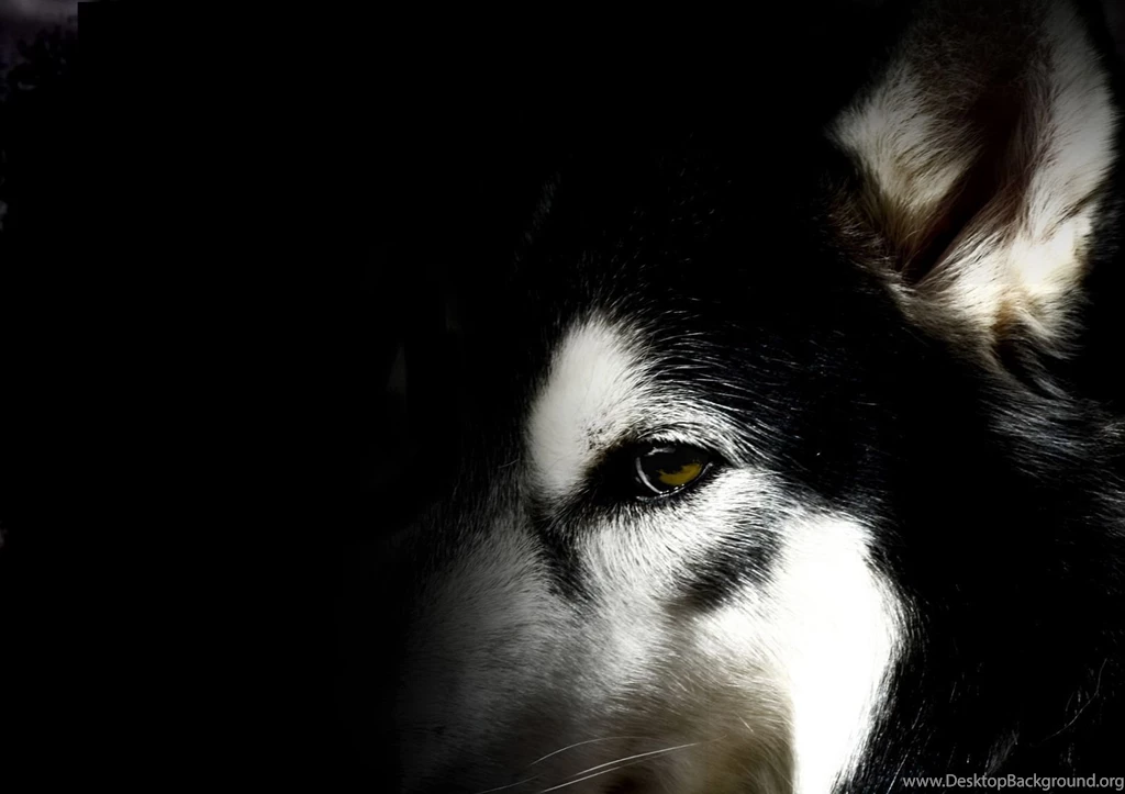 Husky