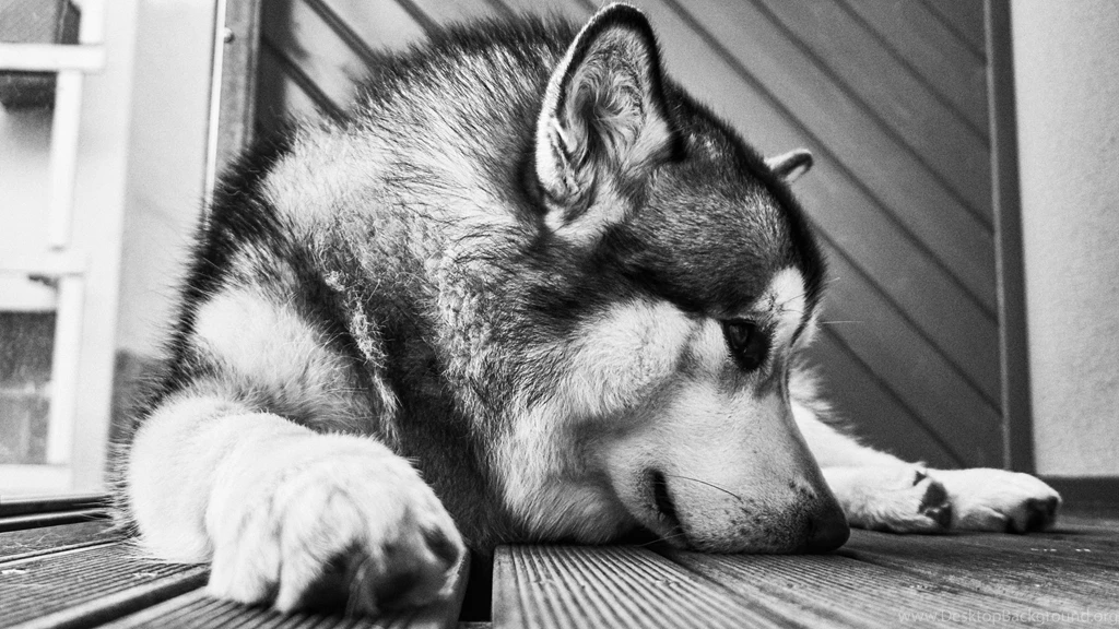 Lovely Alaskan Malamute Dog Wallpapers :: HD Wallpapers