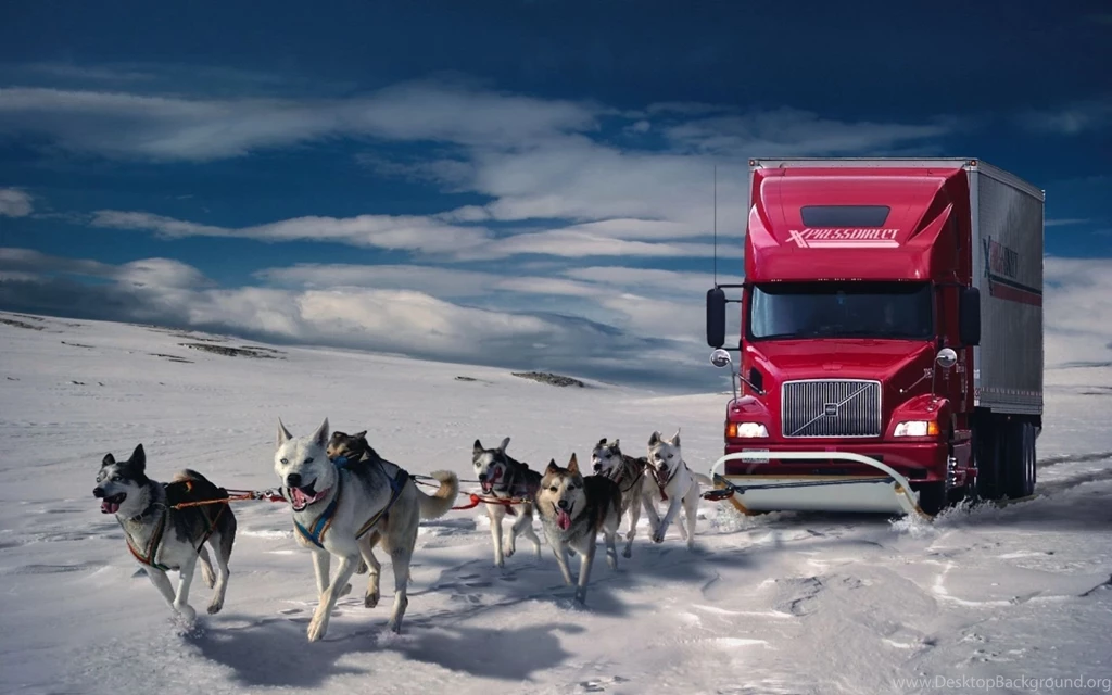Husky Wallpapers HD Download
