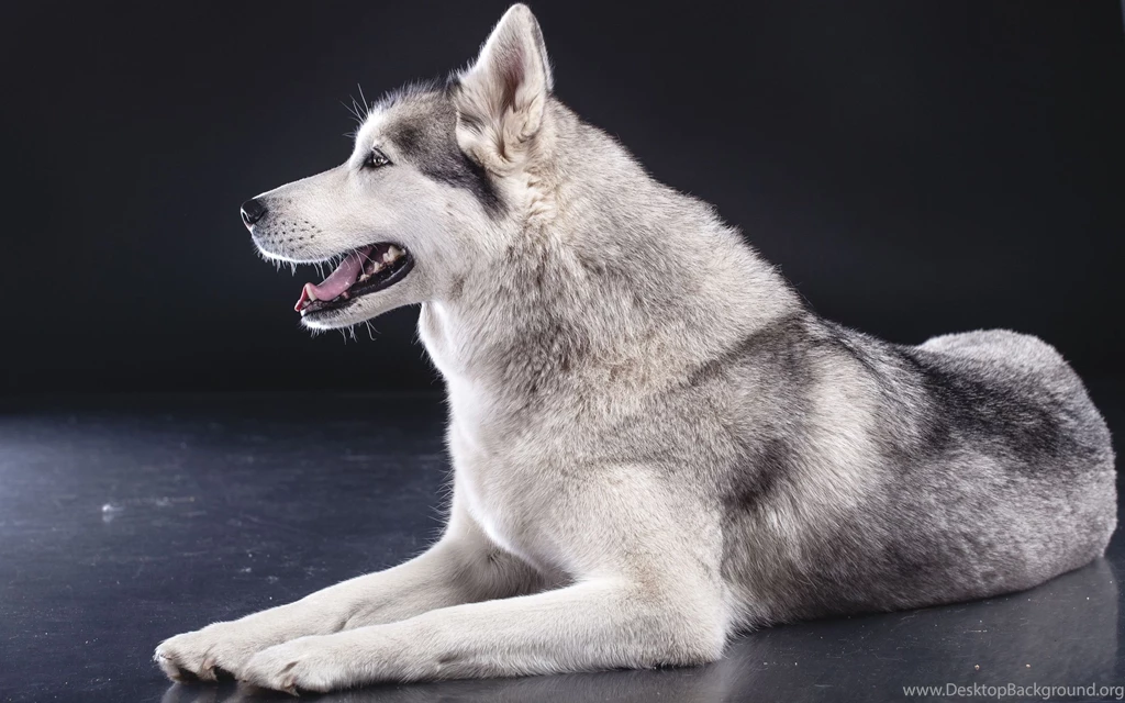 Download Husky Wallpapers For Windows