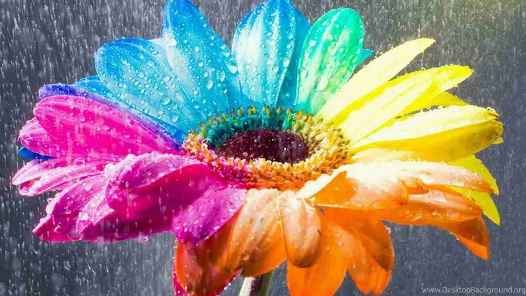 Colorful Flowers Hd Image