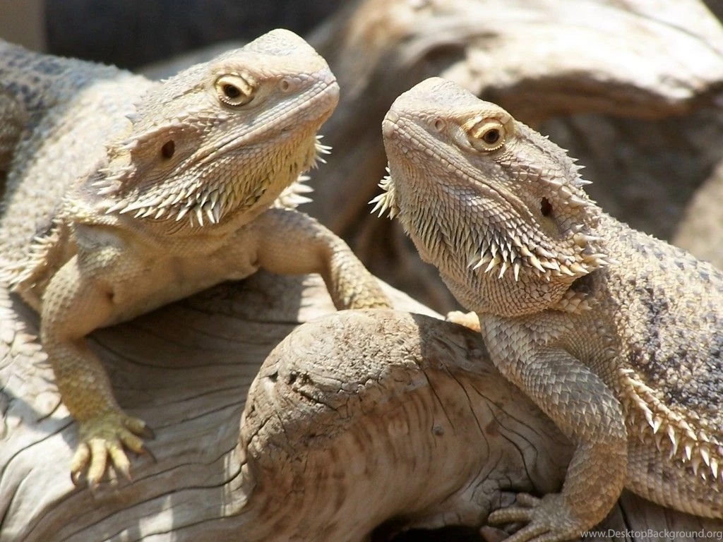 Pictures Of Bearded Dragon   Widescreen HD Wallpapers