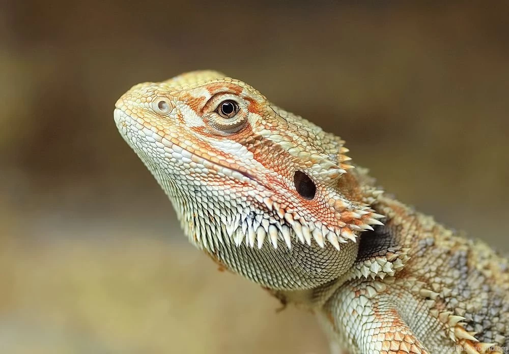 Little Bearded Dragon By AndysLens On DeviantArt