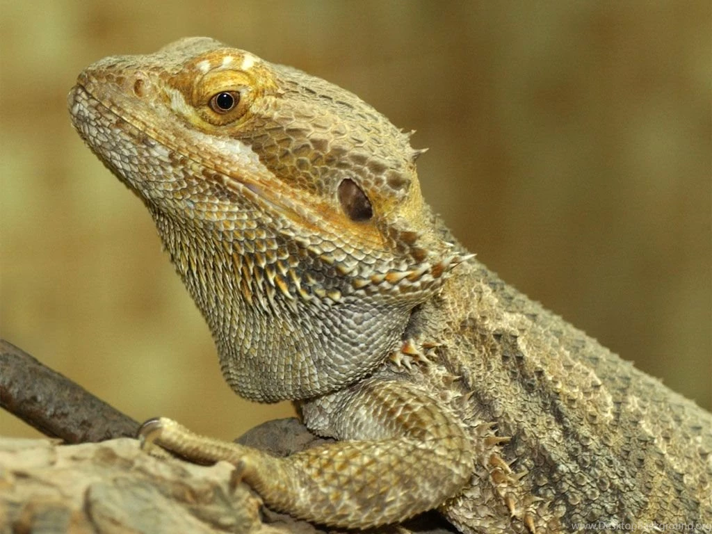 Awesome Bearded Dragon Wallpapers Image