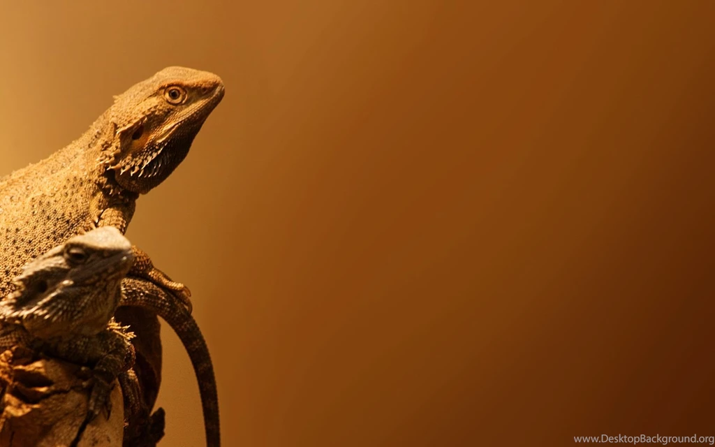 Dragon Hd Wallpapers Page 0