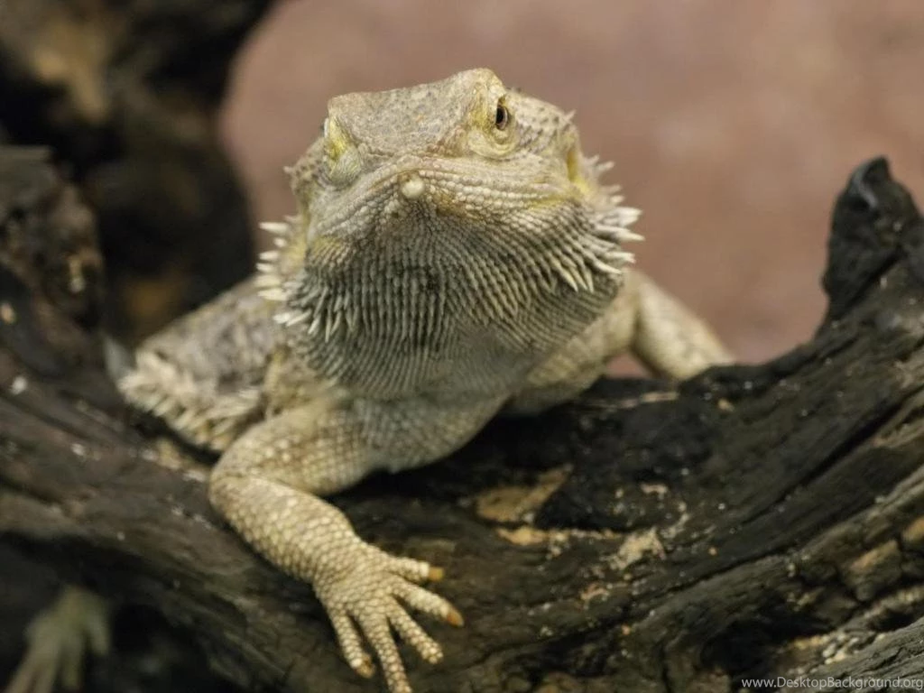 Bearded Dragon Wallpapers