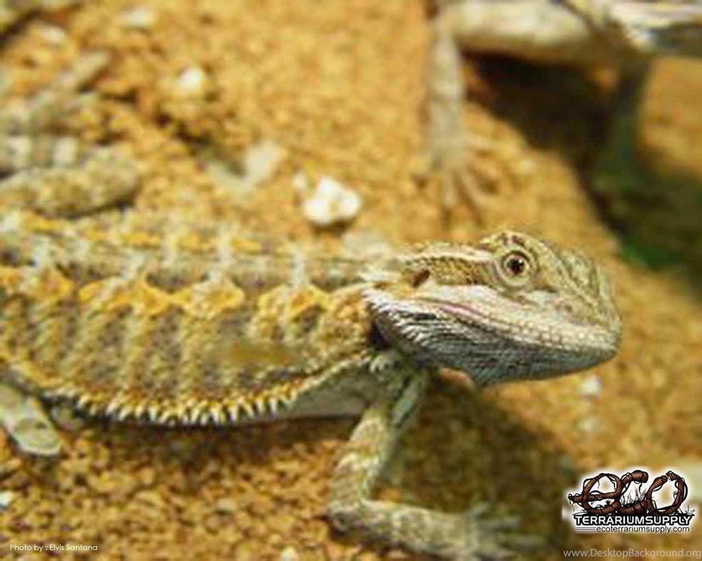 Bearded Dragon Pictures Wallpapers HD Base