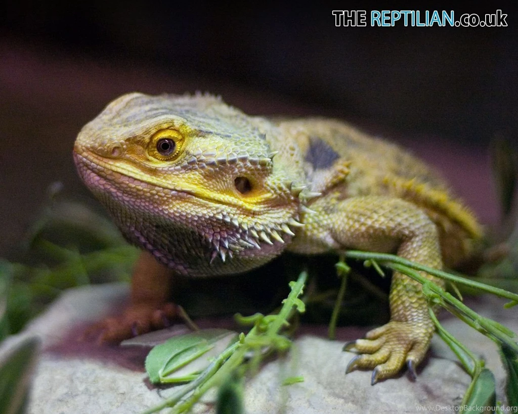 The Reptilian Downloads   Downloadable Desktop Wallpapers   Exotic ...