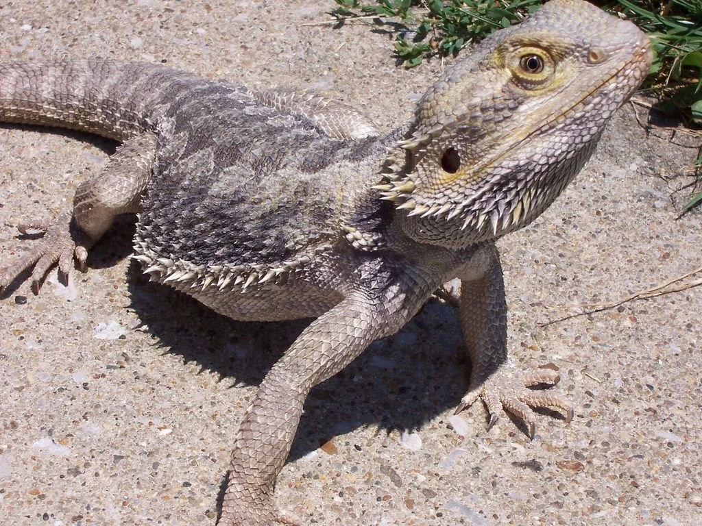 Grey Bearded Dragon 1024x768px