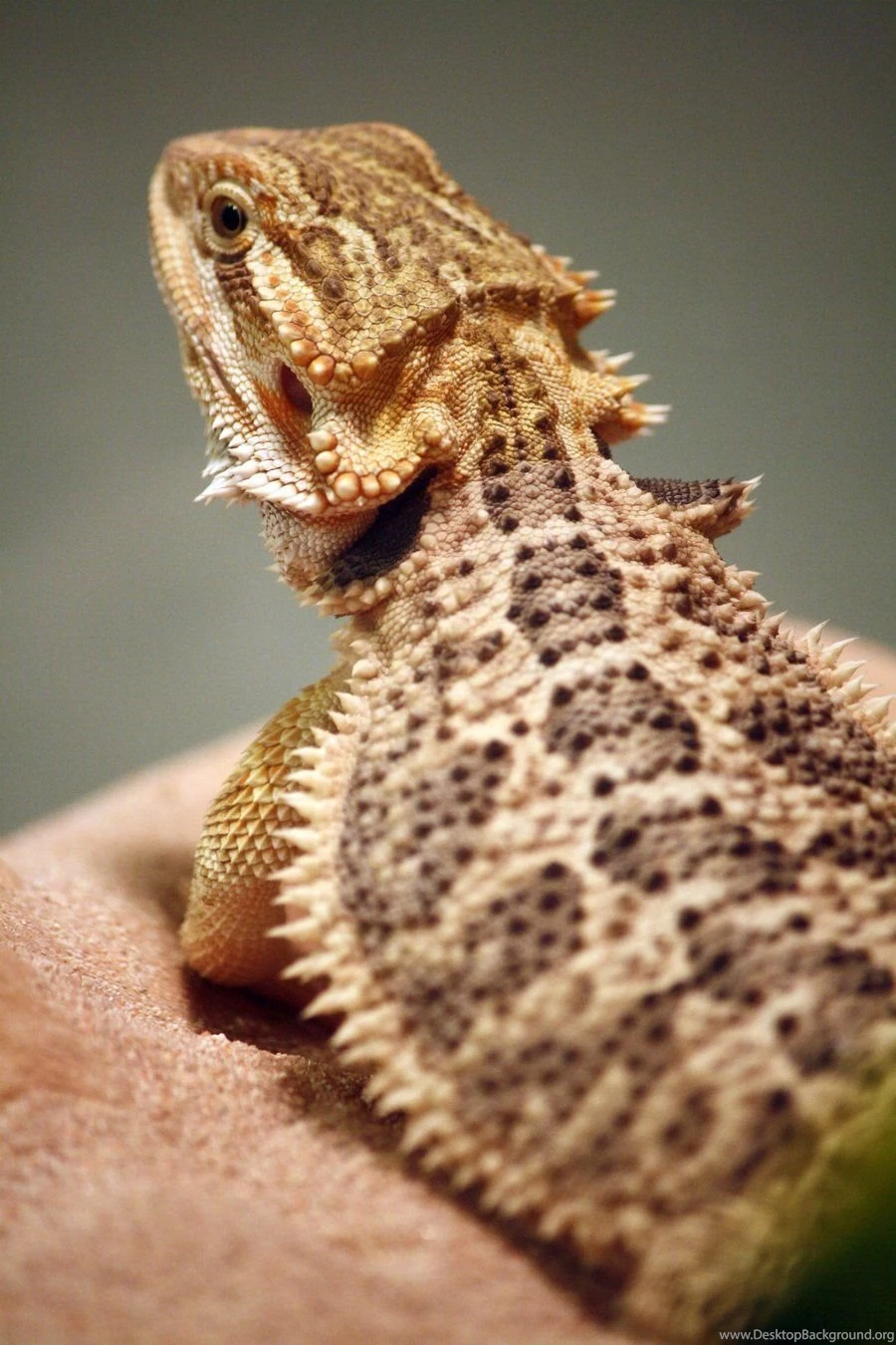 Bearded Dragon 3 By MegMarcinkus On DeviantArt