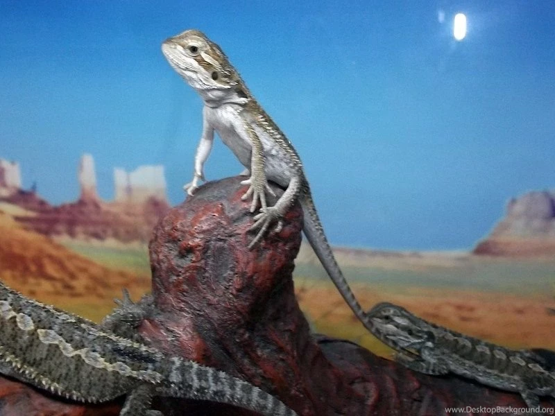 One Month Old Hatchlings Bearded Dragons Wallpapers (31758644 ...