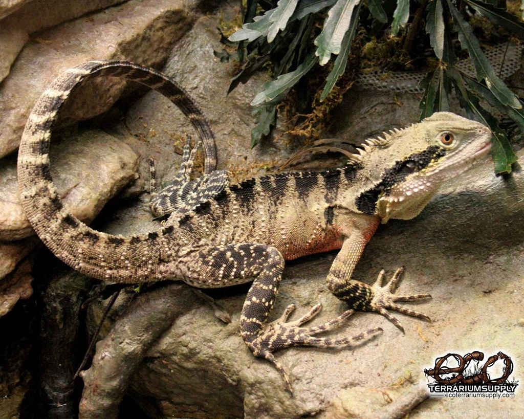 Chinese Water Dragon Pictures   HD Wallpapers Lovely