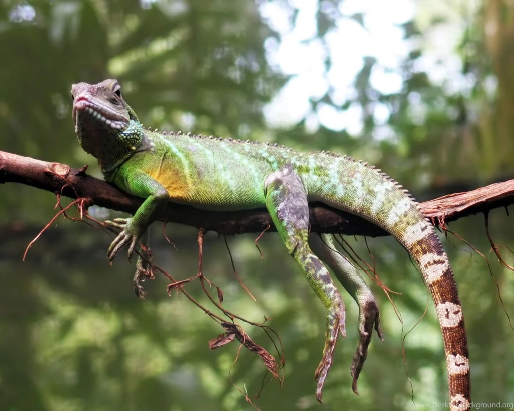Desktop Wallpapers · Gallery · Animals · Bearded Dragon