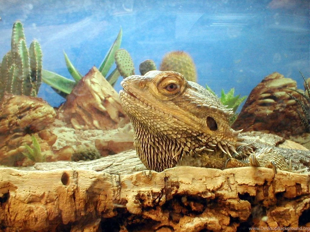 Bearded Dragon Wallpapers 650931