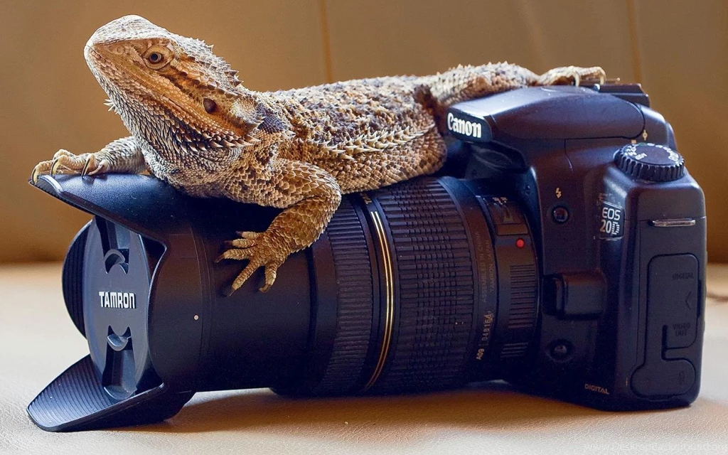 Animals Cameras Bearded Dragon Wallpapers