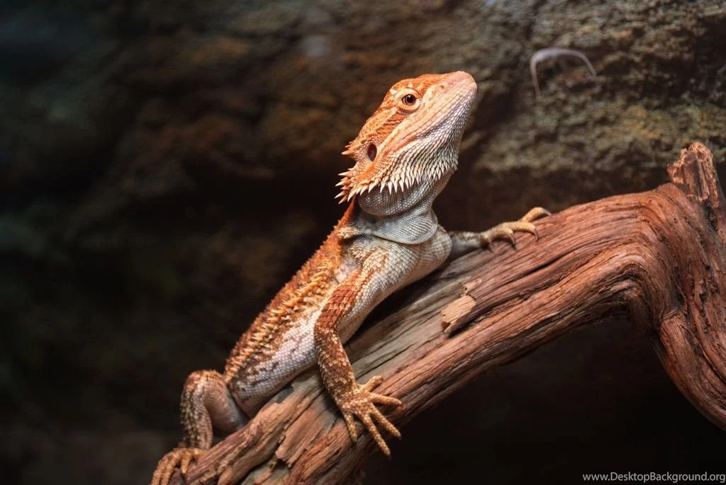 Bearded Dragon 2 By Very Free Stock On DeviantArt