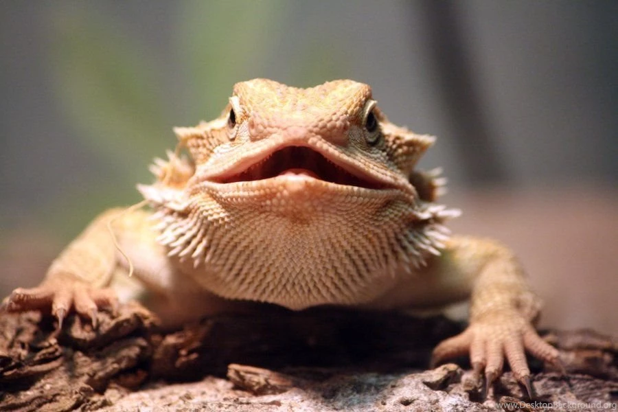 Bearded Dragon Birth Defect By SGrafen On DeviantArt
