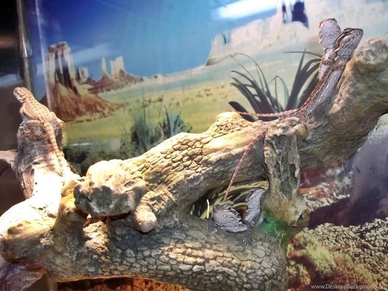 One Month Old Hatchlings   Bearded Dragons Wallpapers (31758650 ...