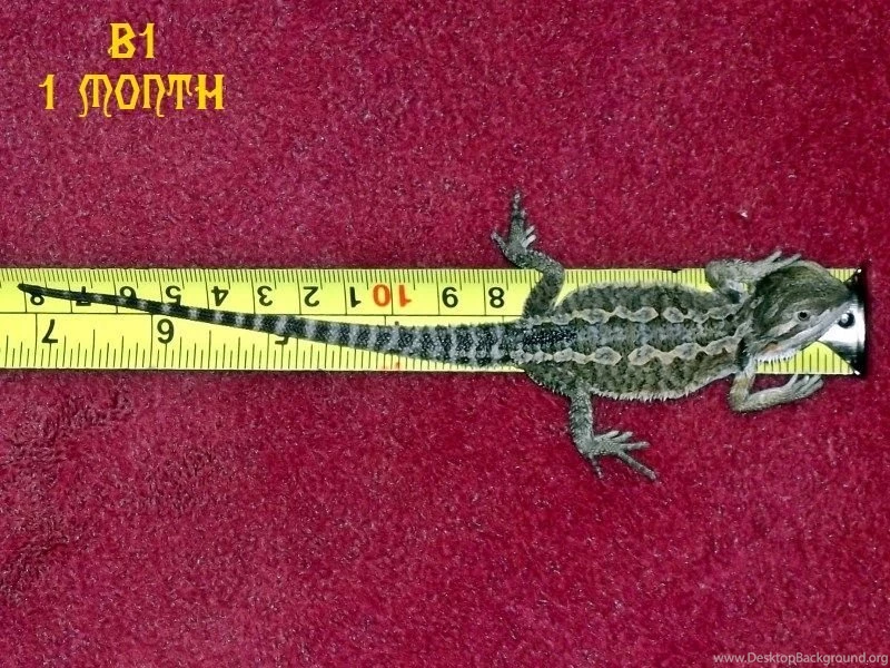 One Month Old Hatchlings Bearded Dragons Wallpapers (31758652 ...