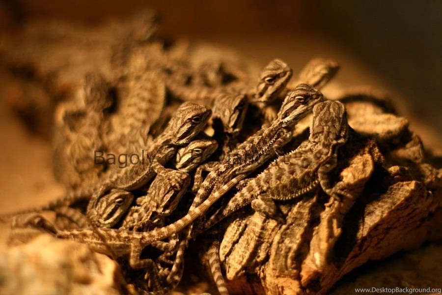 Bearded Dragon And Baby By IsXack bassist On DeviantArt