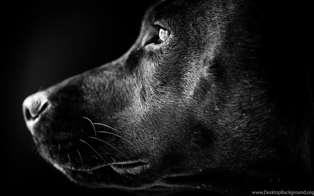 Black Labrador Profile Uhd Wallpapers   Ultra High Definition ...