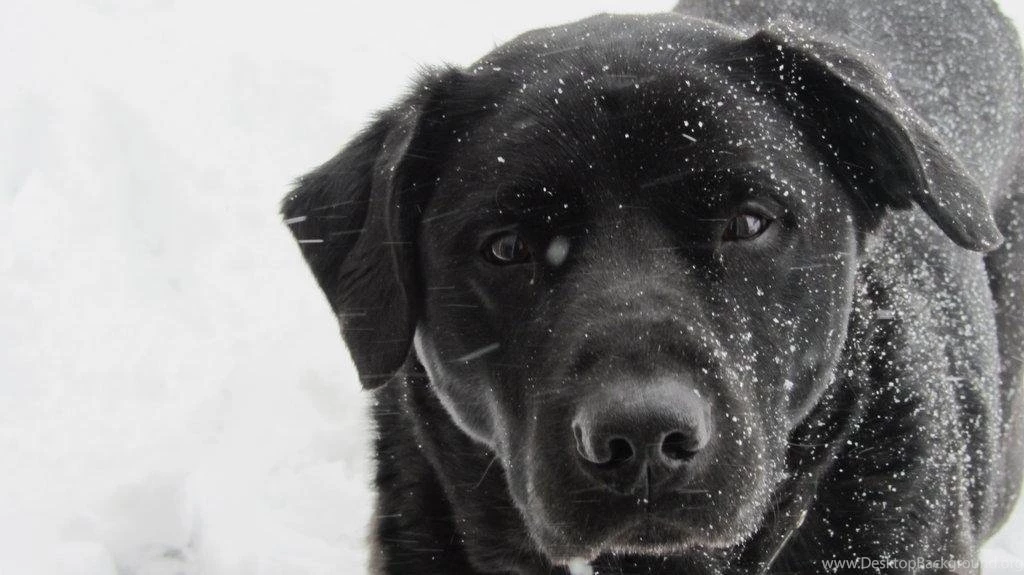 Lab In The Snow By Black Labrador On Deviantart