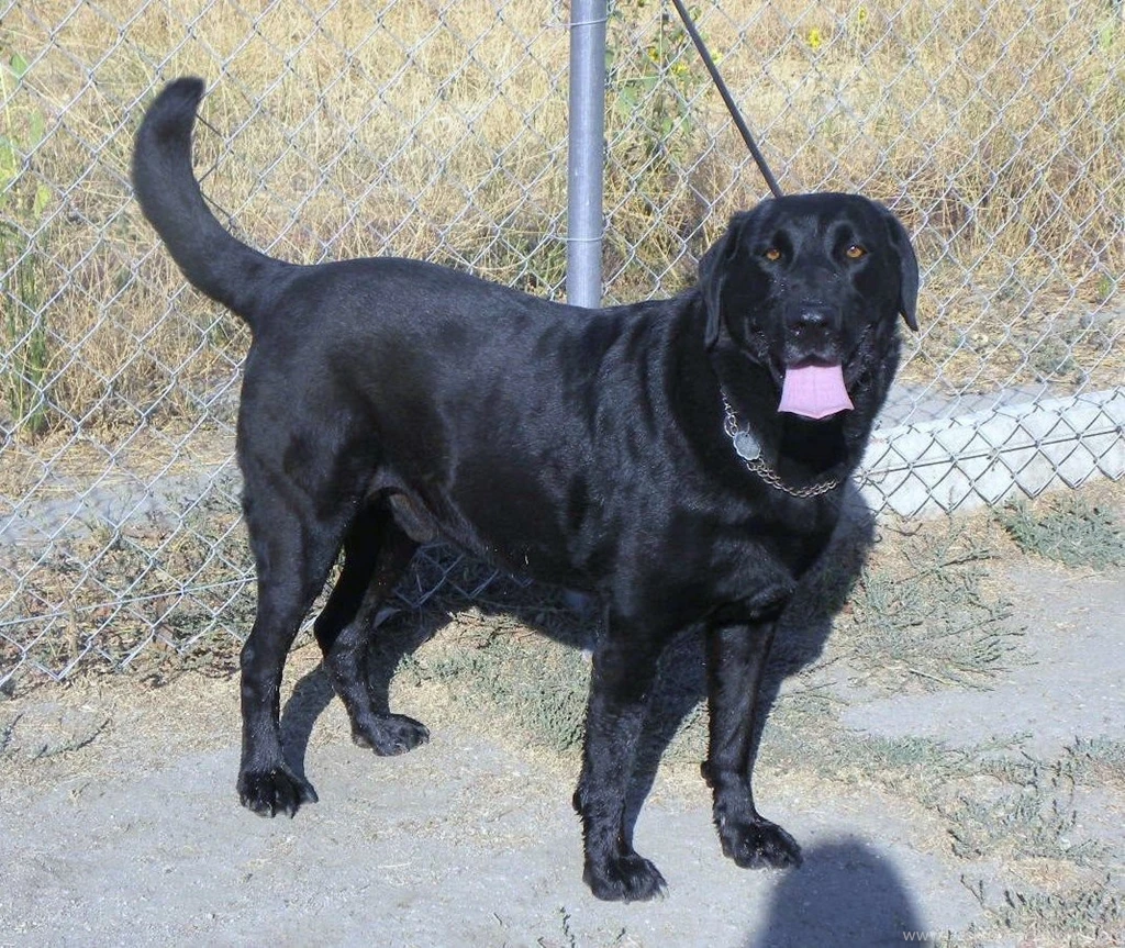 Animals: Black Labrador Dog