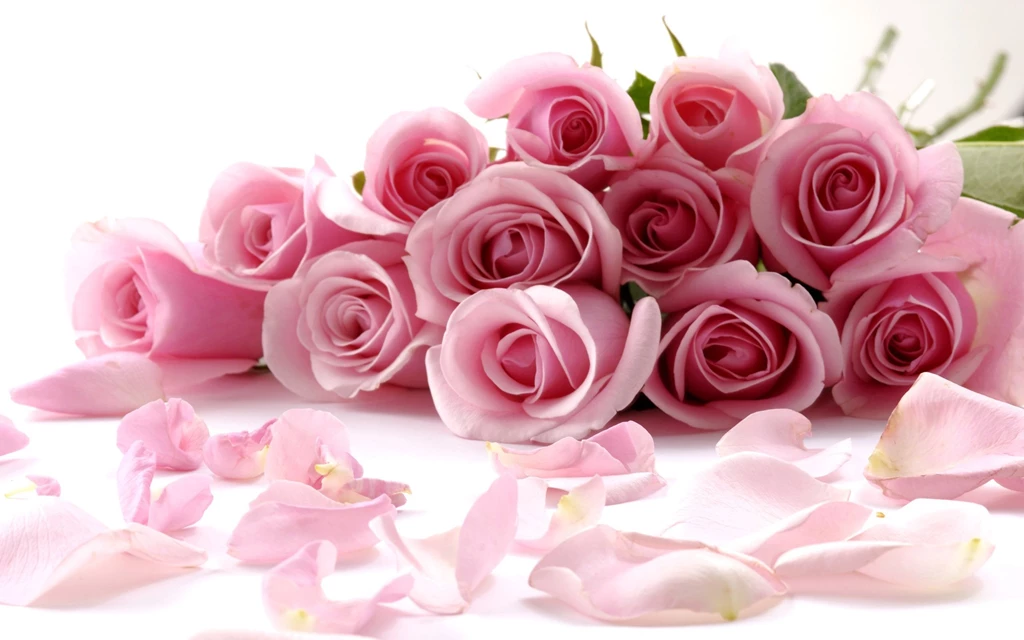 Love Rose Wallpapers
