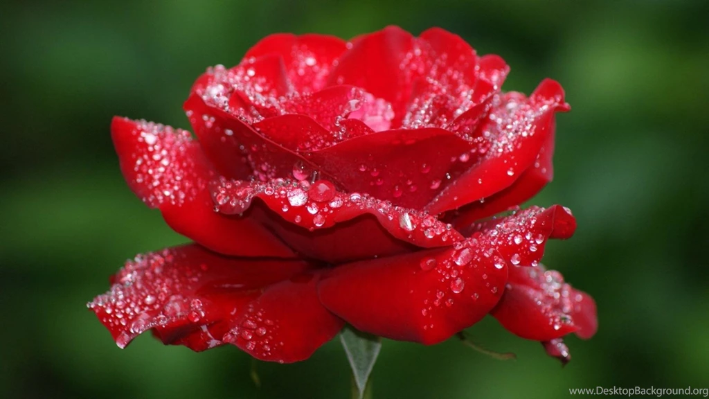 Red Rose Wallpapers For Desktop And This Red Rose Make Beautiful ...